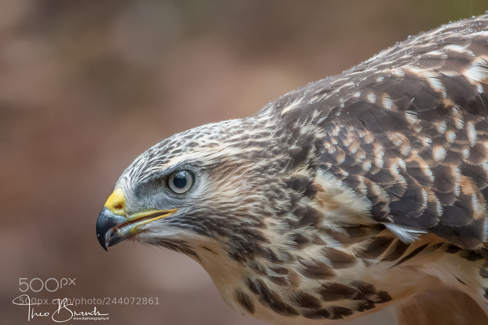 Nikon D500 sample photo. Buizerd photography