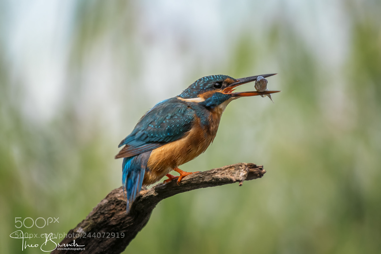 Nikon D500 sample photo. Ijsvogel photography