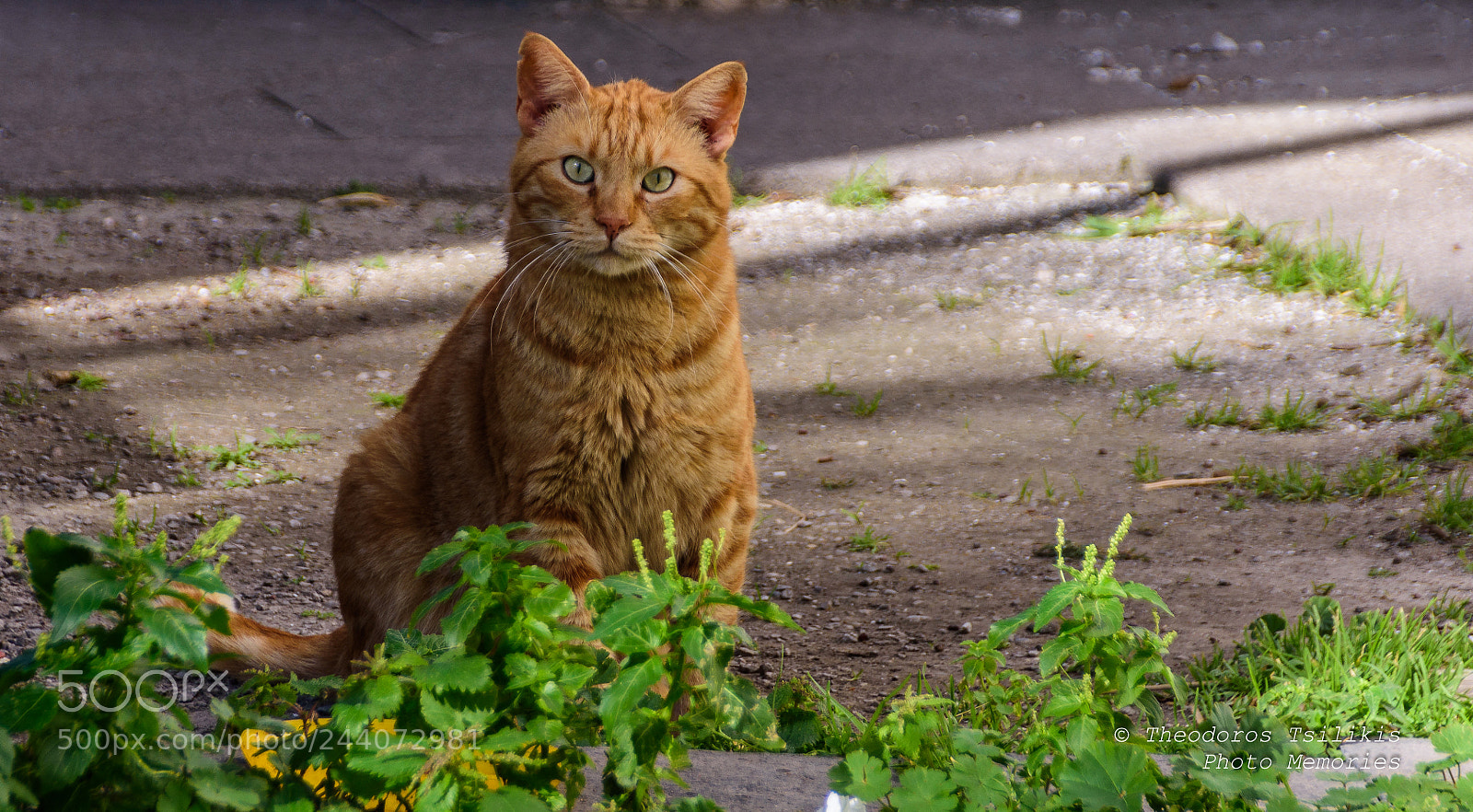 Nikon D7200 sample photo. Who are you photography