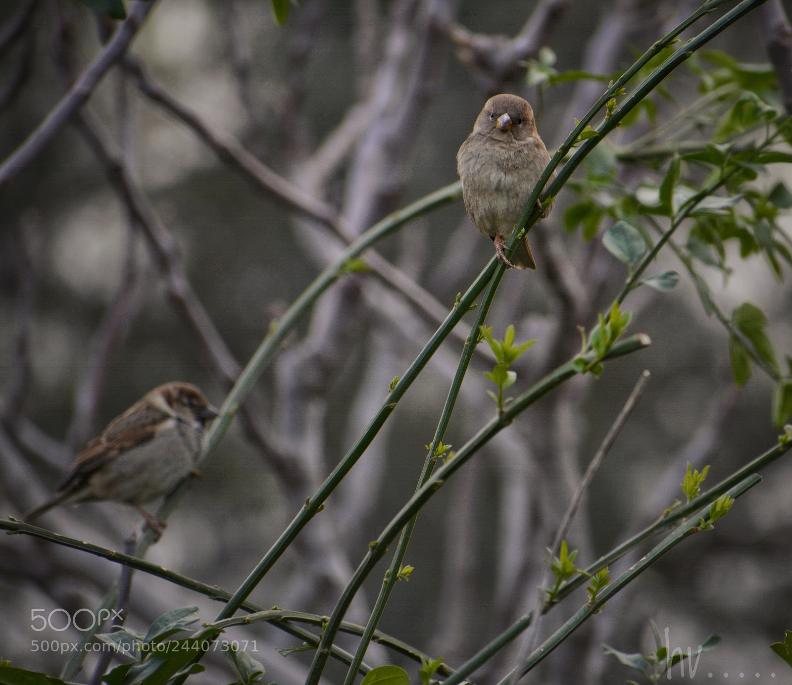 Nikon D7100 sample photo. Couple photography