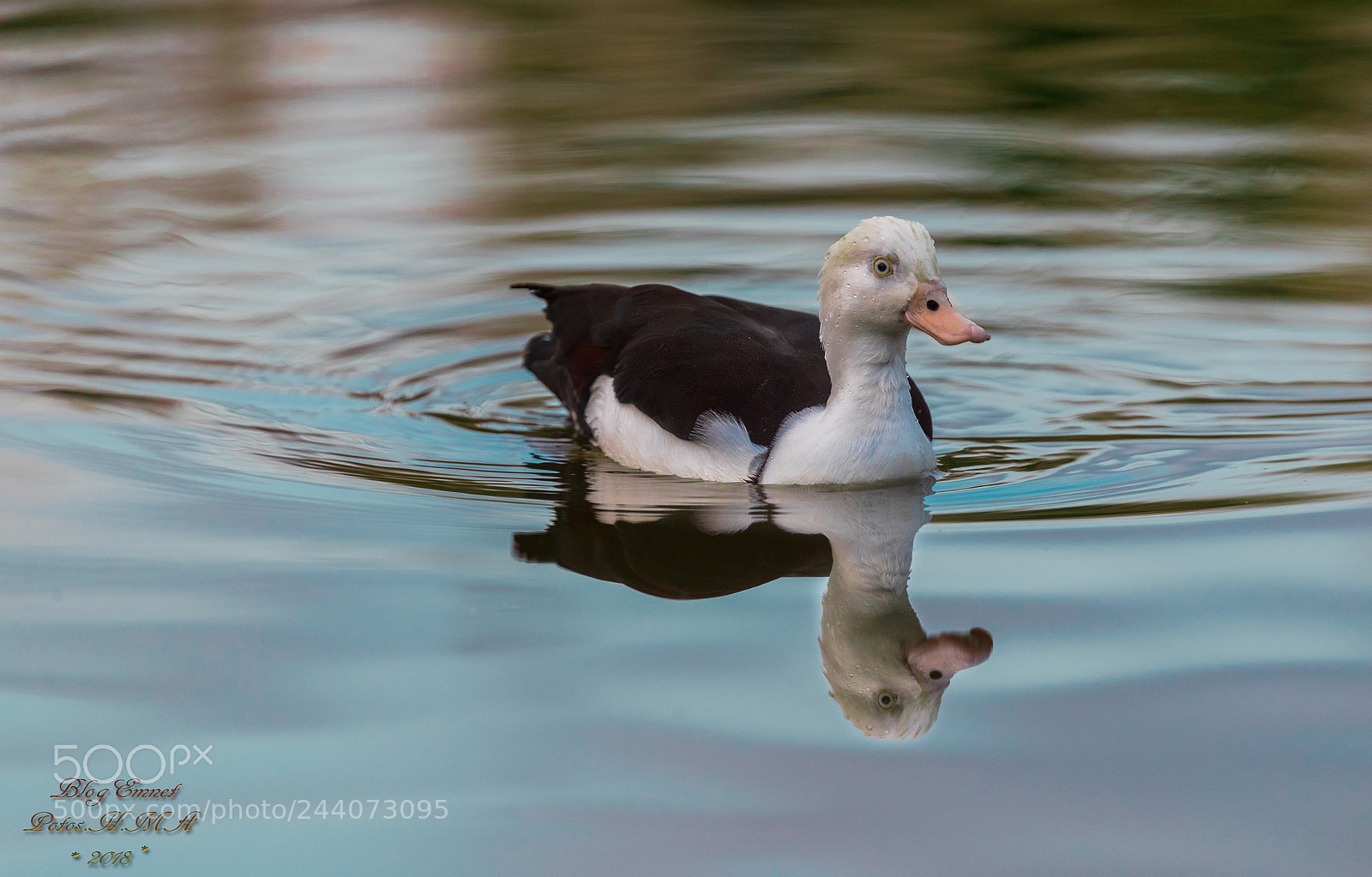 Canon EOS-1D X Mark II sample photo. Duck : i'm coming !  , photography