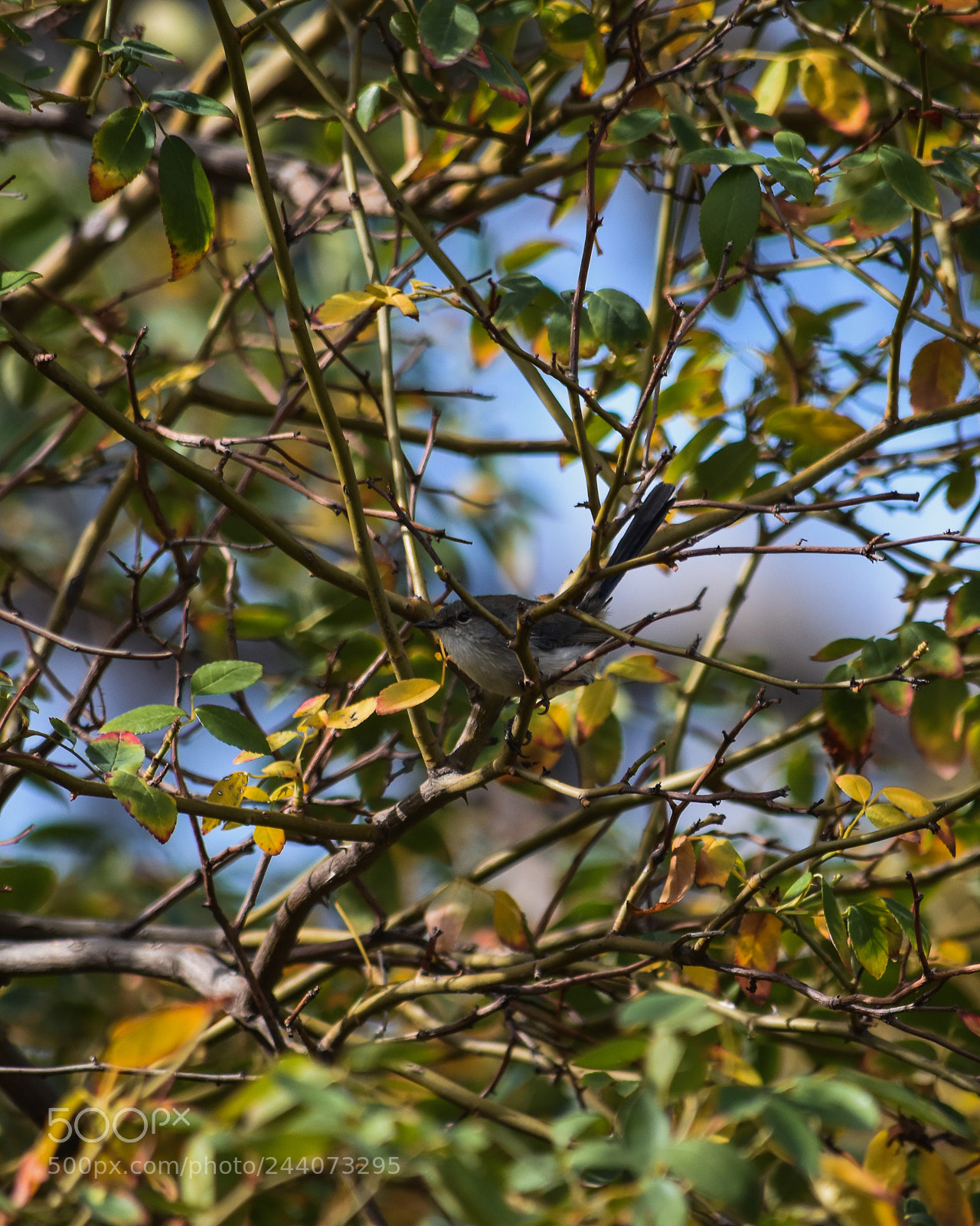 Nikon D5500 sample photo. Fairy-wren photography
