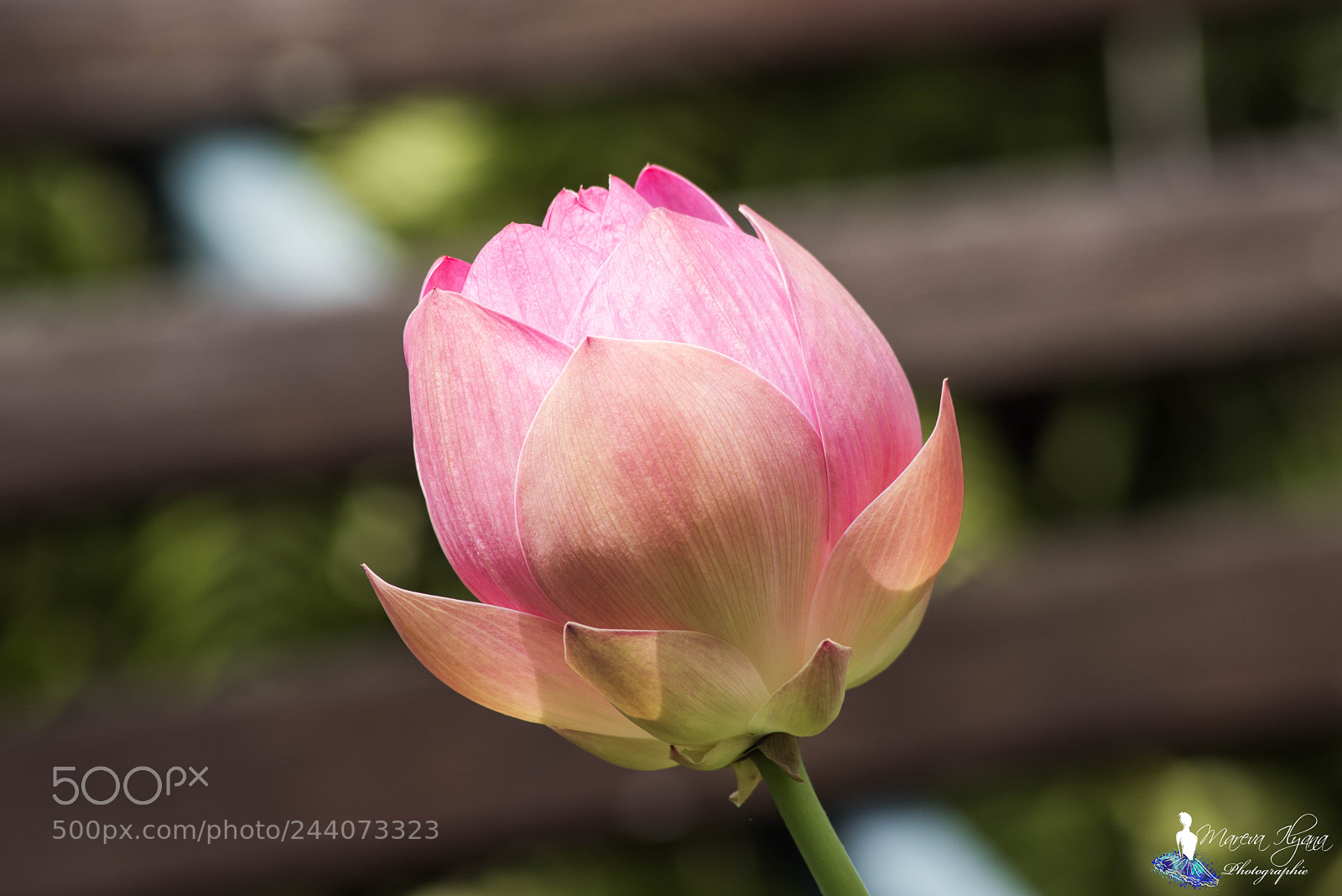 Nikon D810 sample photo. Untitled photography