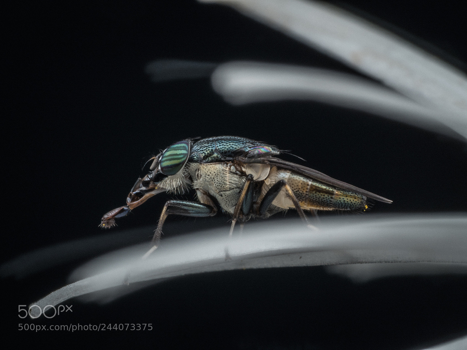 Olympus OM-D E-M5 II sample photo. Stomorhina sp photography