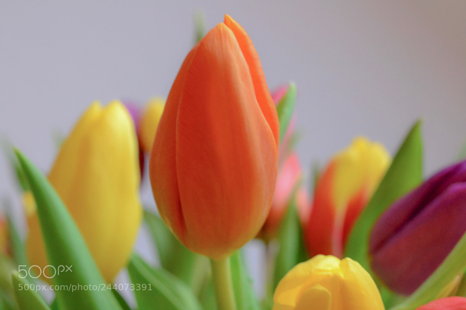Nikon D3100 sample photo. Tulip time photography