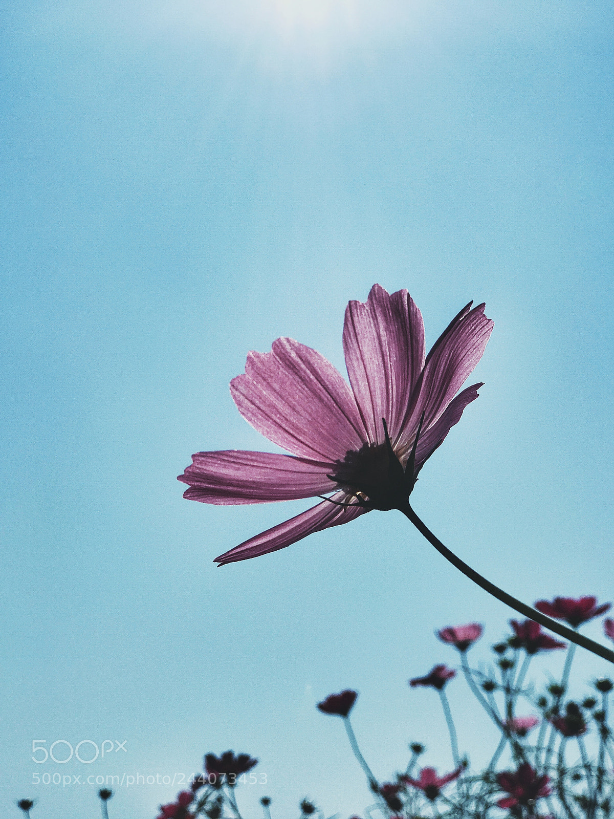 Apple iPhone 7 Plus sample photo. Cosmos in japan photography