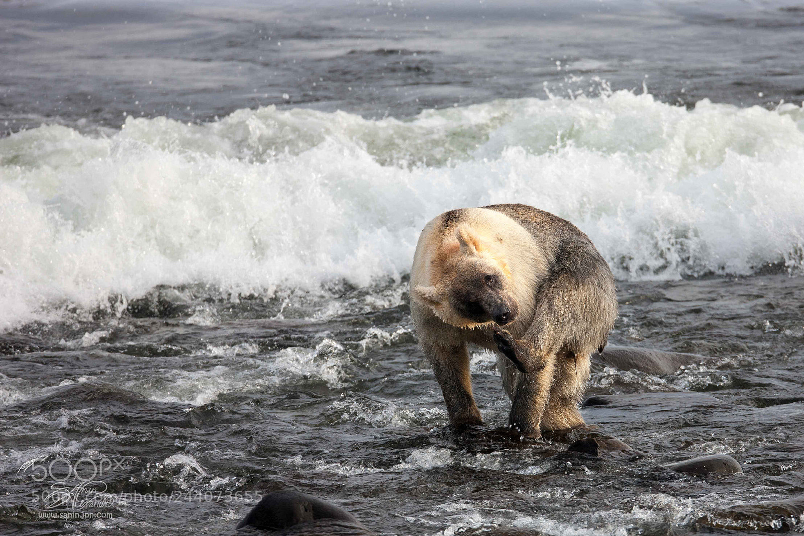 Canon EOS-1Ds Mark III sample photo. Bear in the pasific photography