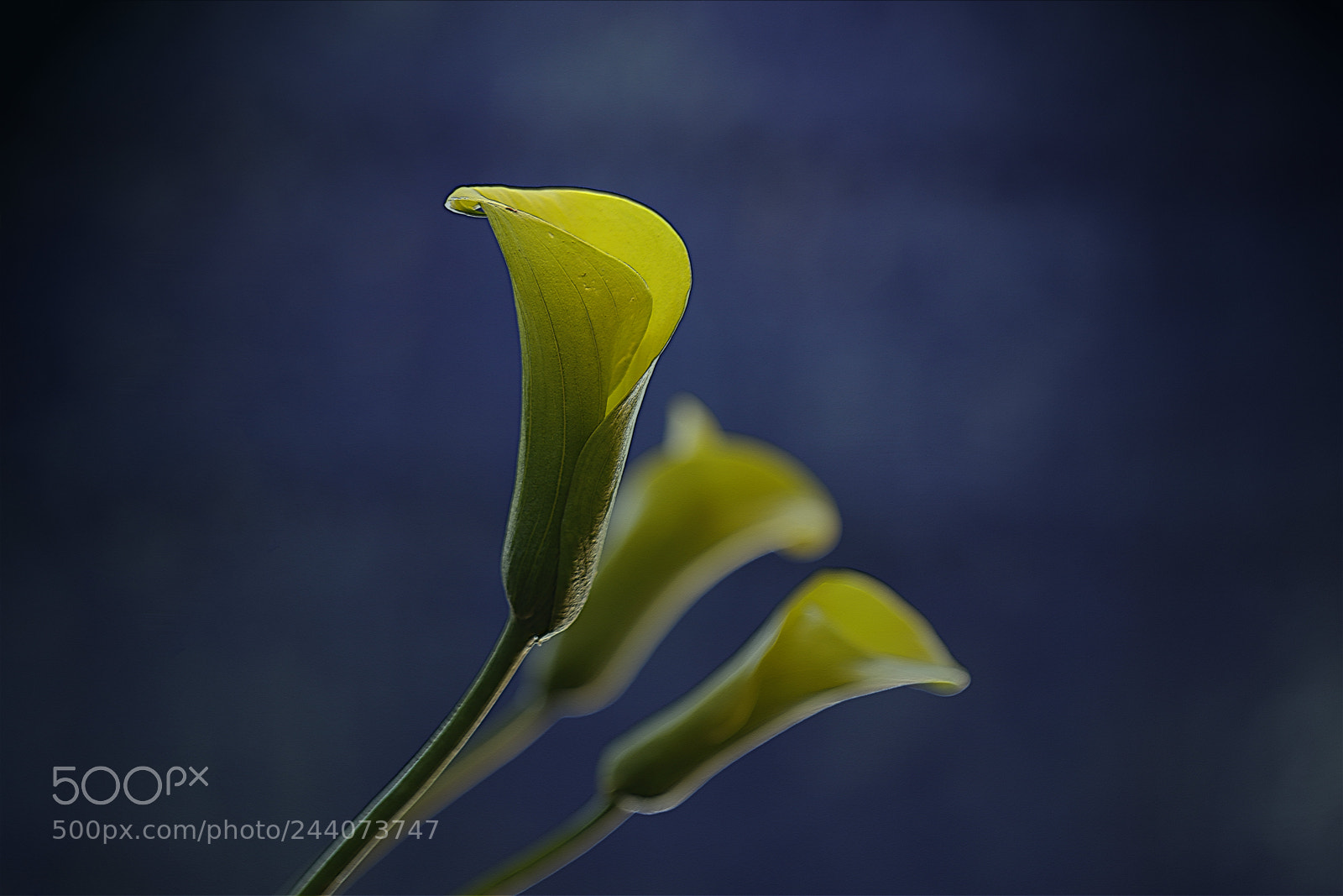 Canon EOS 7D Mark II sample photo. Calla lily - yellow photography
