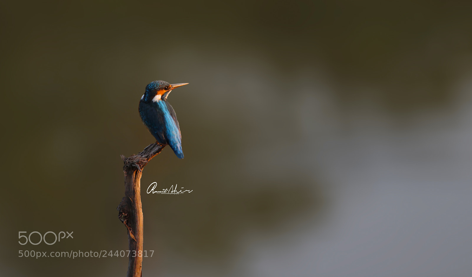Canon EOS 1300D (EOS Rebel T6 / EOS Kiss X80) sample photo. Kingfisher jpeg logo photography