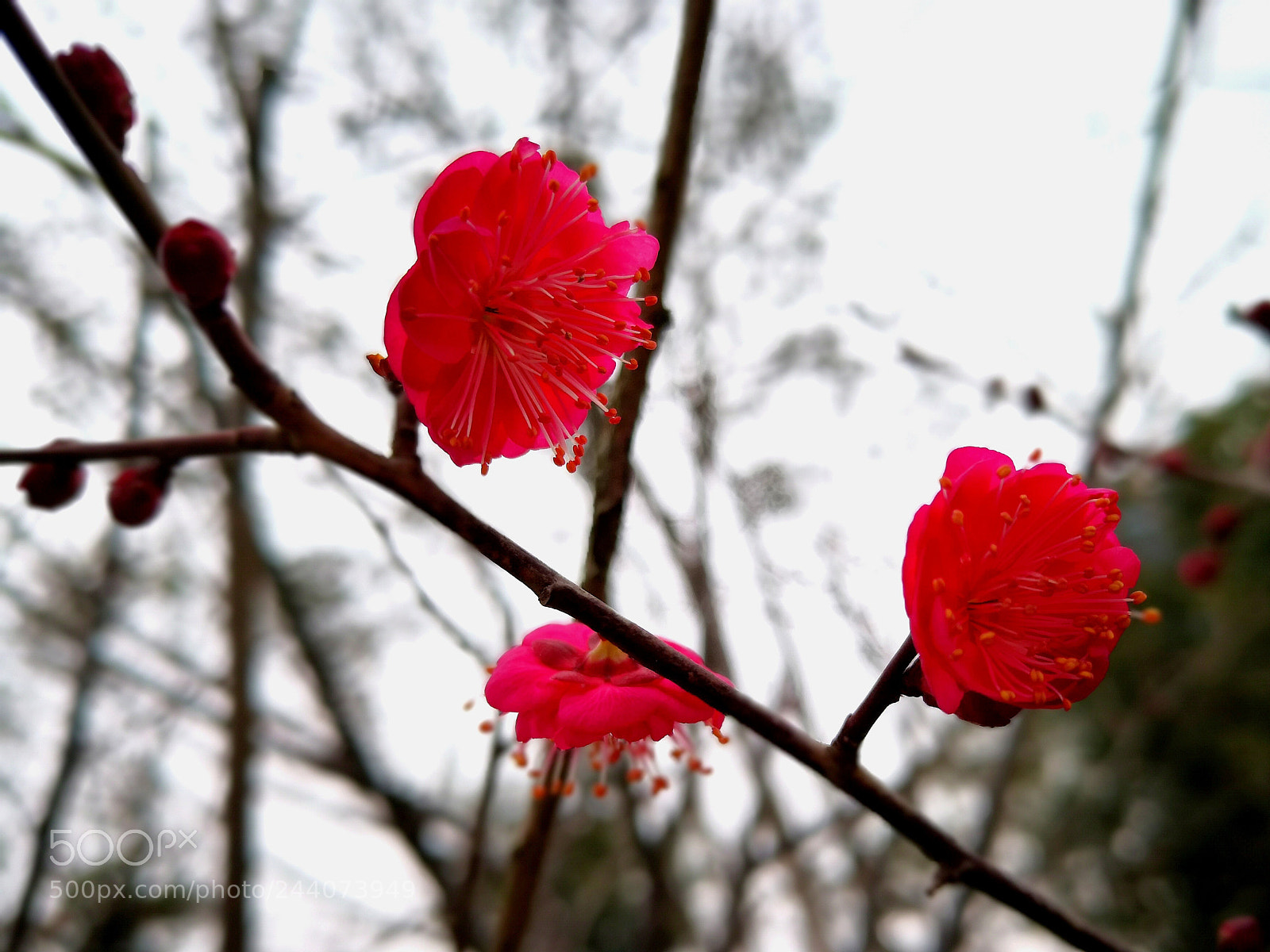 HUAWEI Mate 10 sample photo. Untitled photography