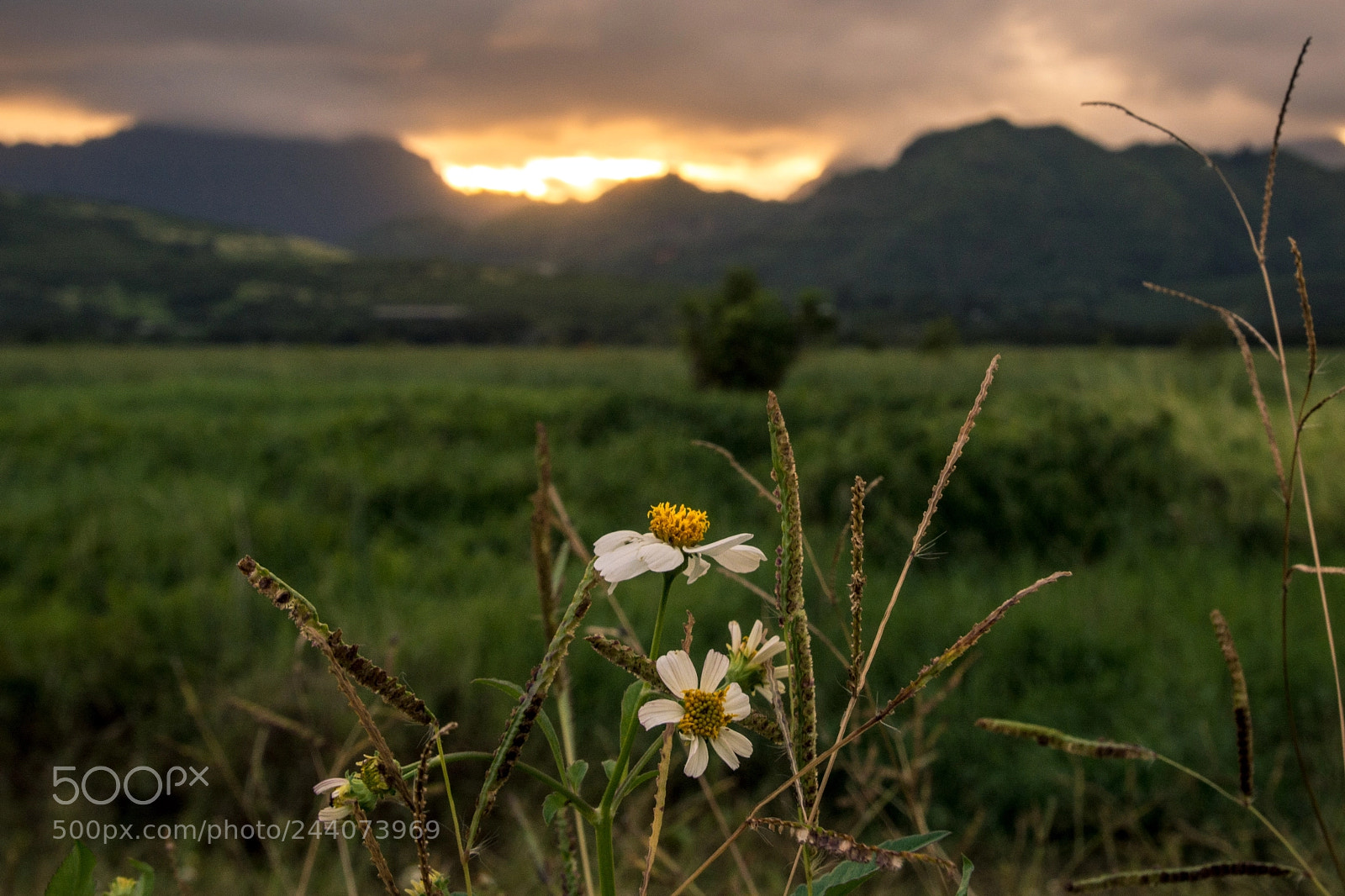 Nikon D5200 sample photo. Sunset and flowers photography