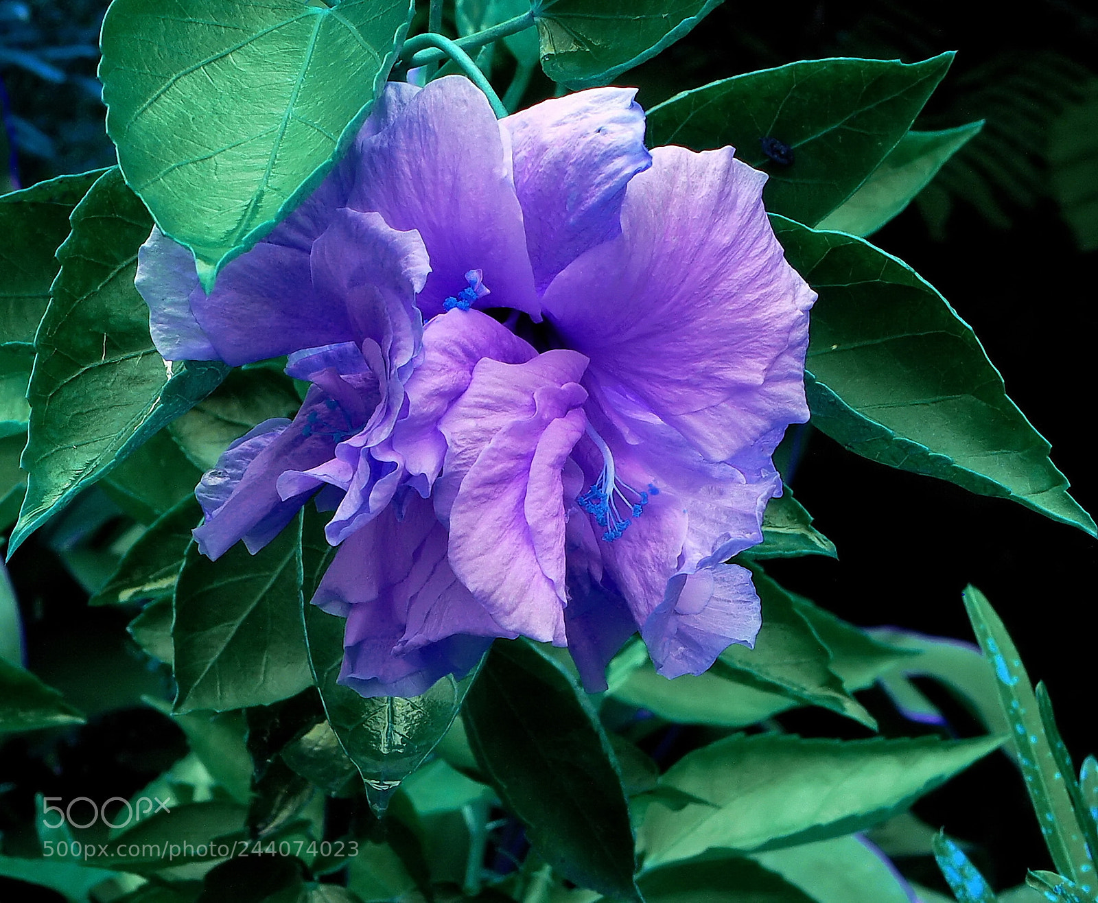 Panasonic DMC-FZ30 sample photo. Good morning :-) photography