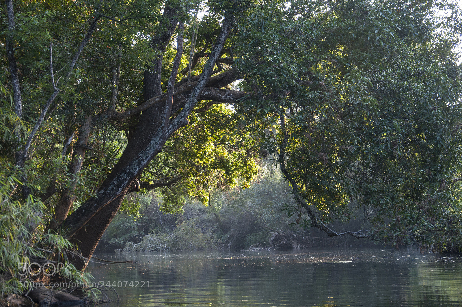 Nikon D90 sample photo. Shades of nature.. photography
