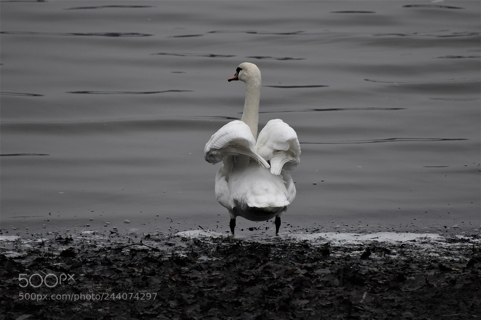 Canon EOS 100D (EOS Rebel SL1 / EOS Kiss X7) sample photo. Swan photography