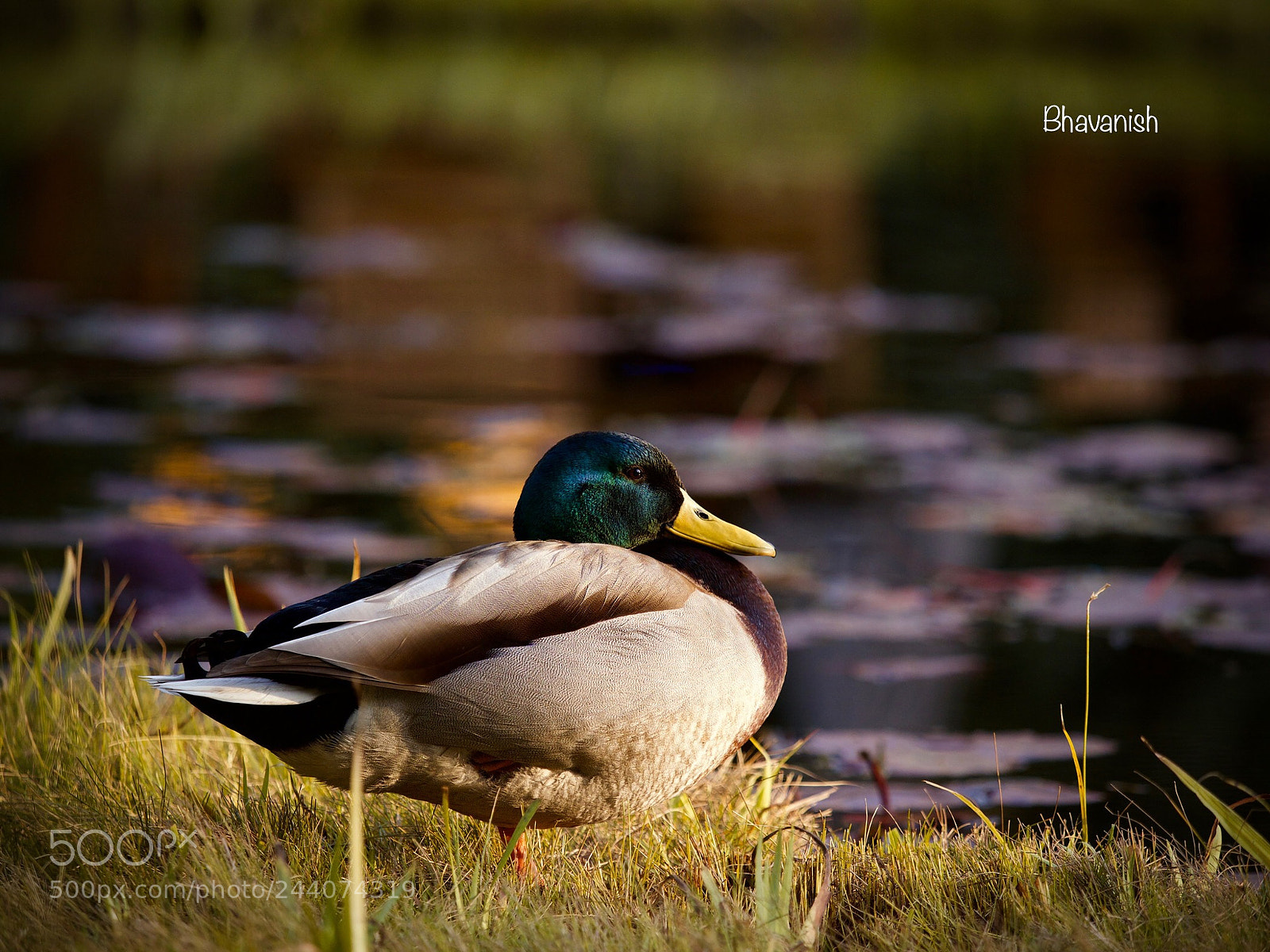 Olympus OM-D E-M1 Mark II sample photo. Soaking up the last photography