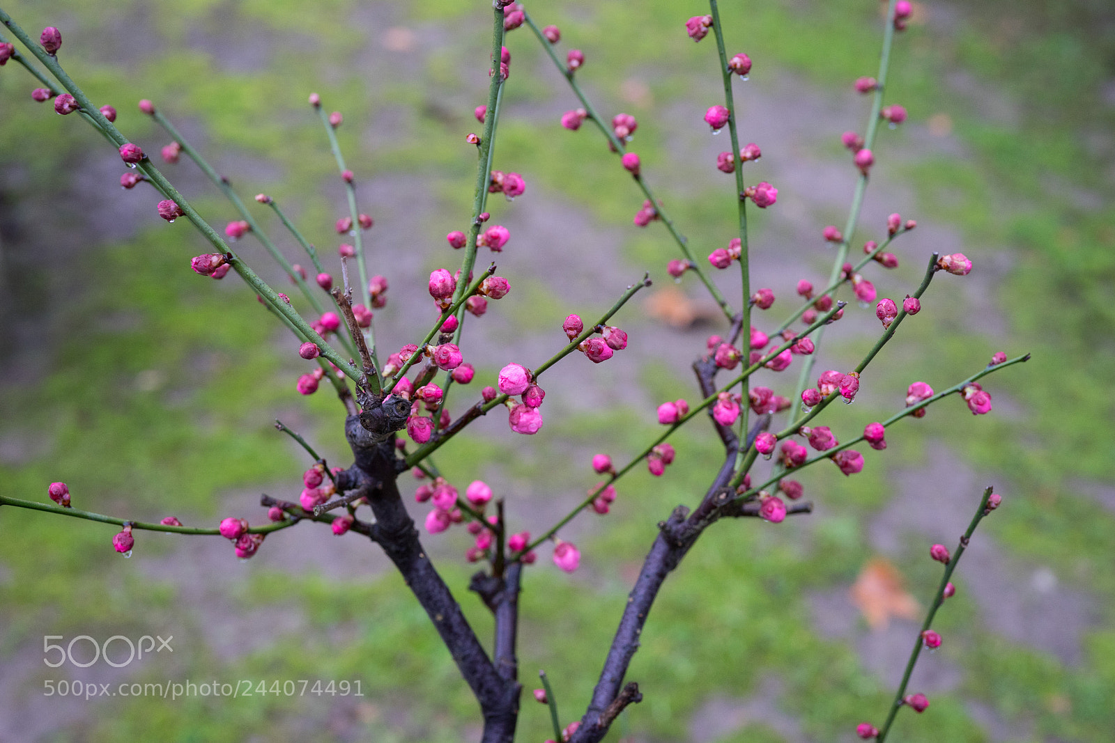 Sony a7 sample photo. Plum blossom #1 photography