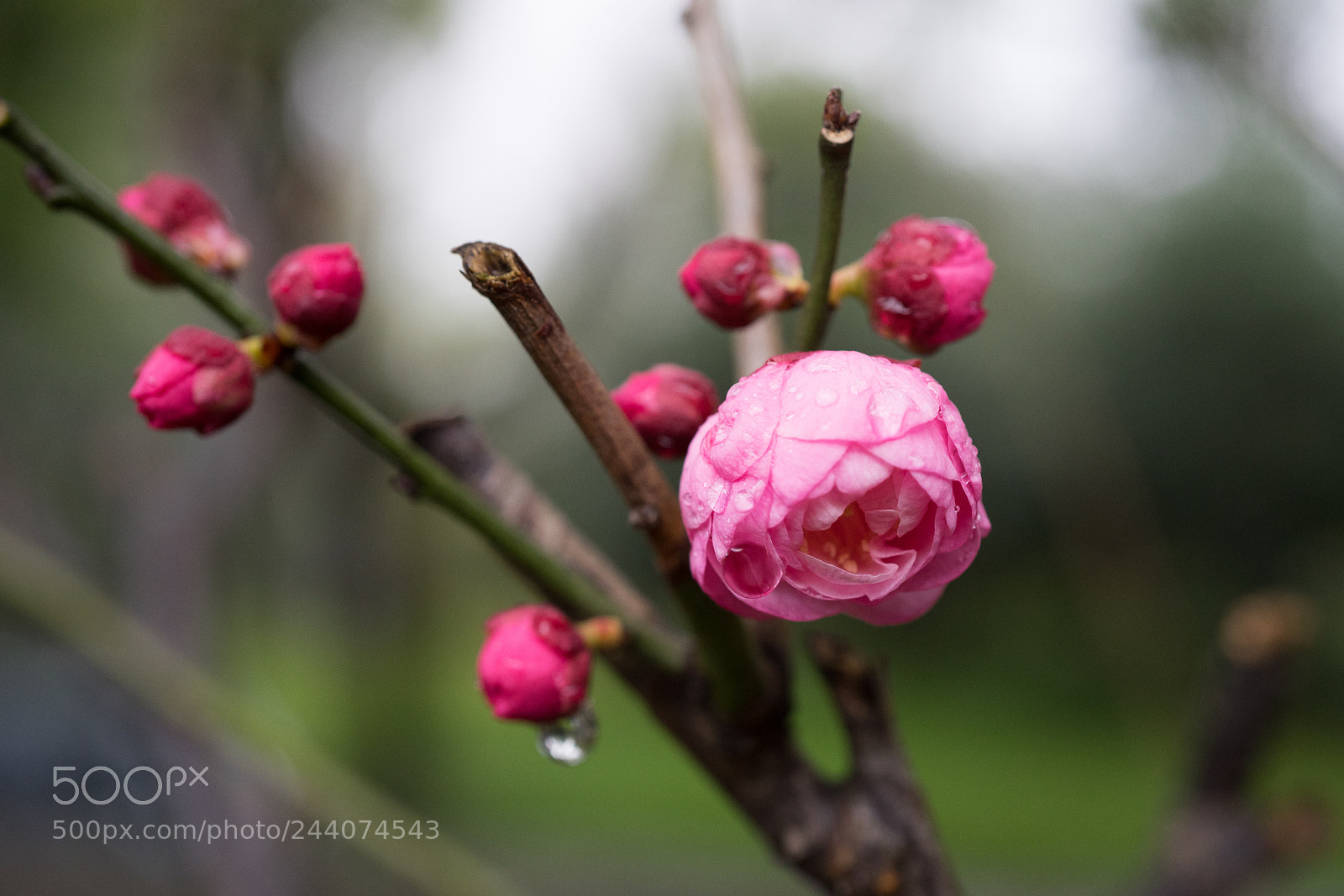 Sony a7 sample photo. Plum blossom #2 photography