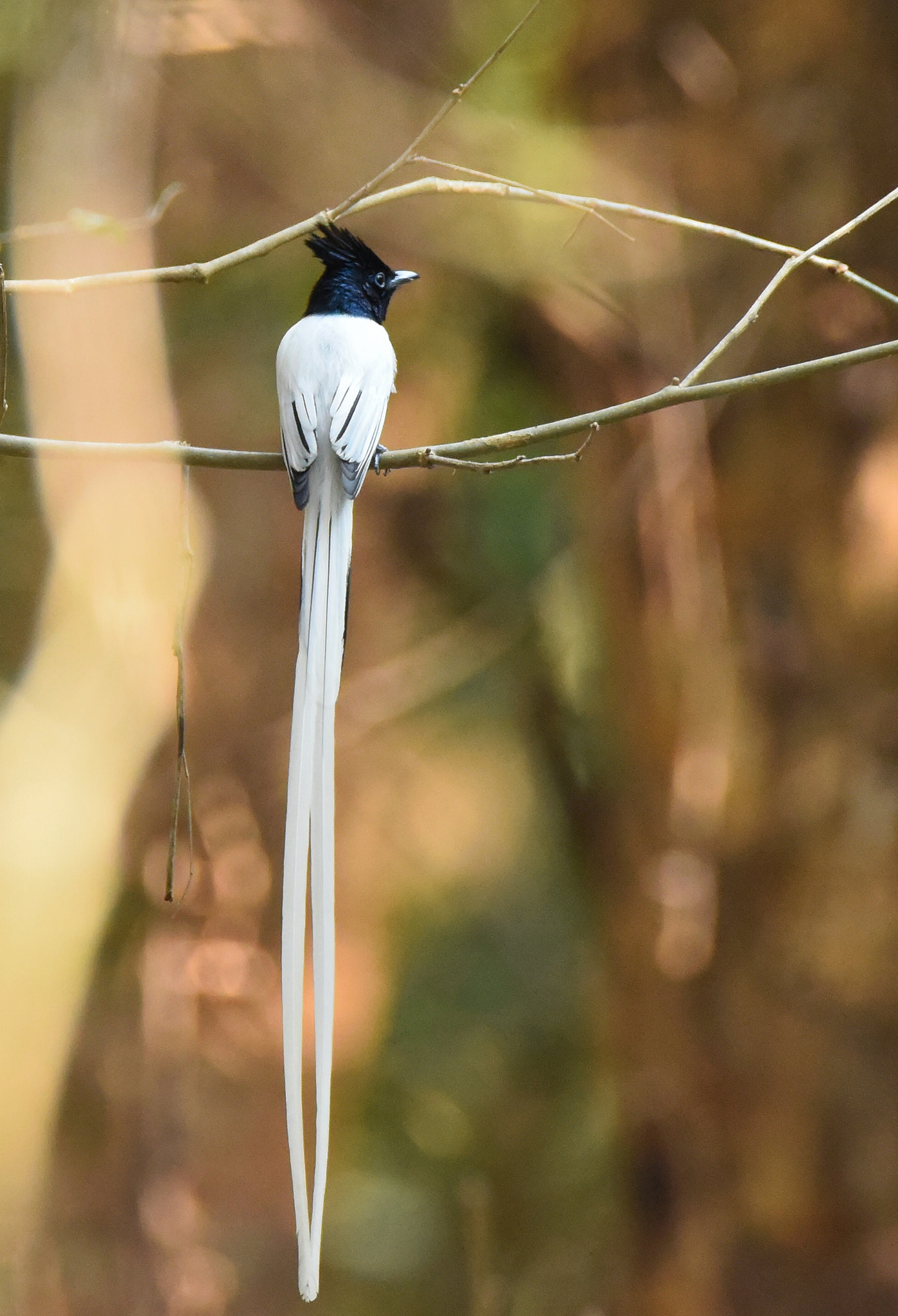 Nikon D810 sample photo. Asian paradise flycatcher white male photography