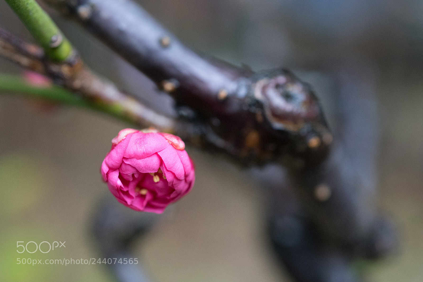 Sony a7 sample photo. Plum blossom #3 photography