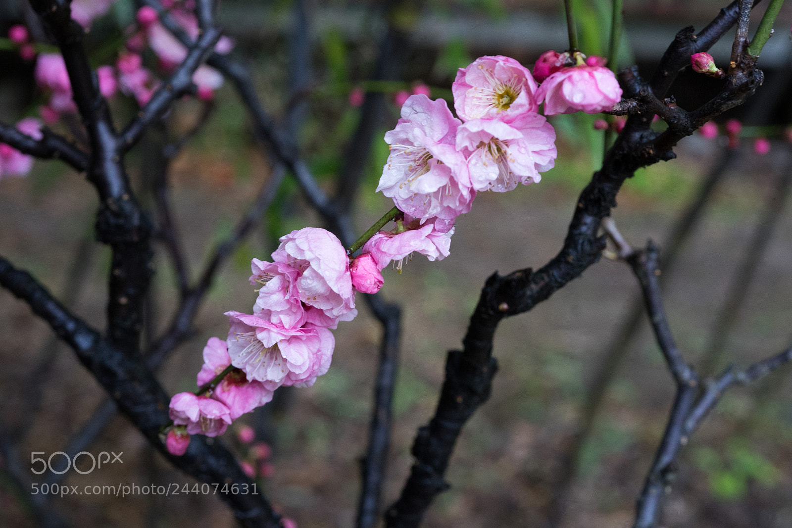 Sony a7 sample photo. Plum blossom #4 photography