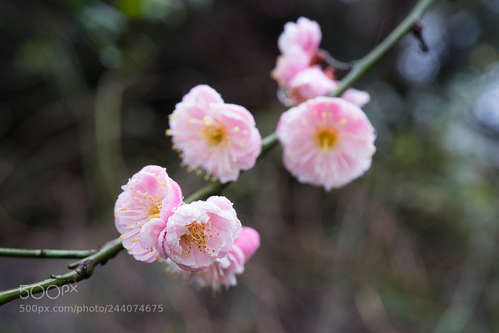 Sony a7 sample photo. Plum blossom #5 photography