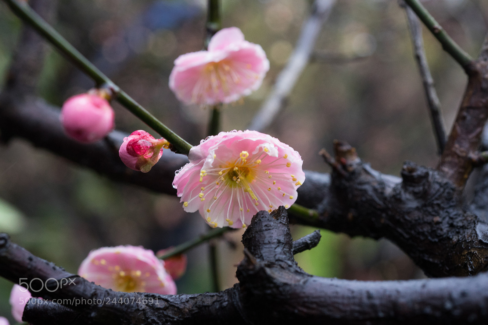 Sony a7 sample photo. Plum blossom #6 photography