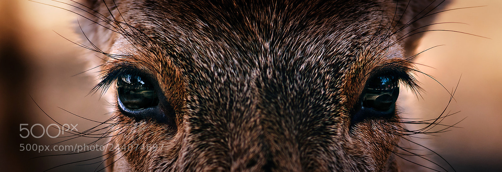 Nikon D300 sample photo. Deer of nara photography