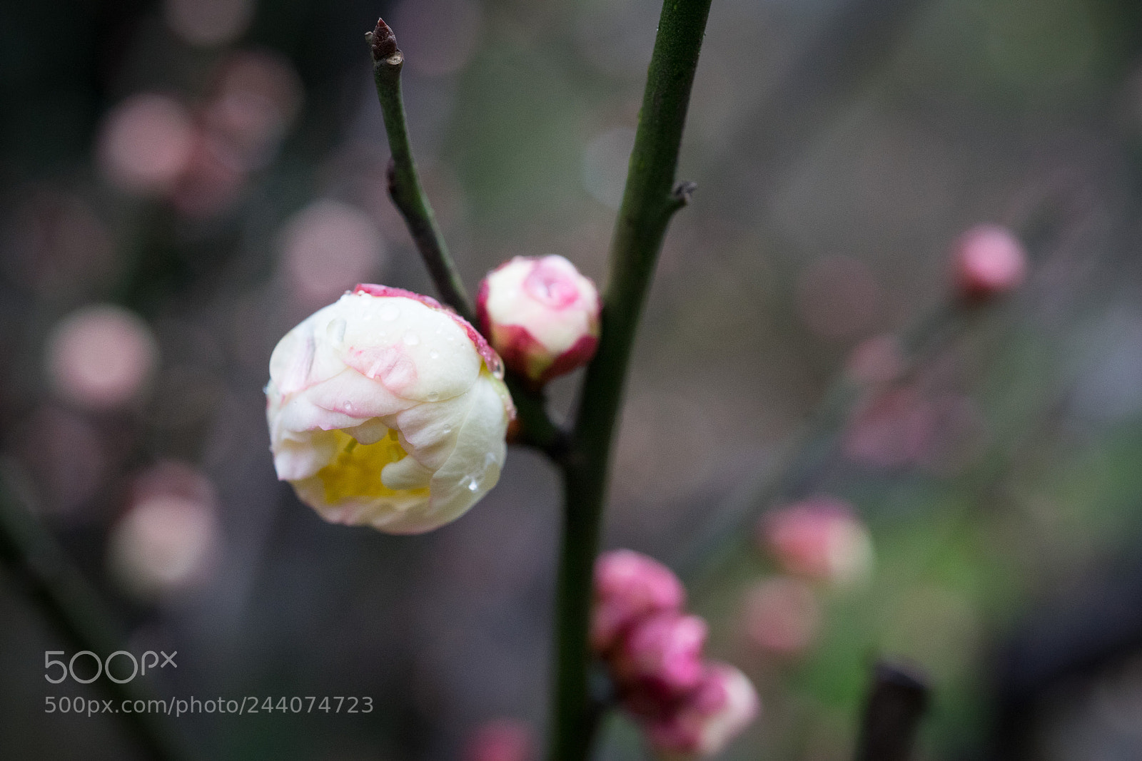 Sony a7 sample photo. Plum blossom #7 photography