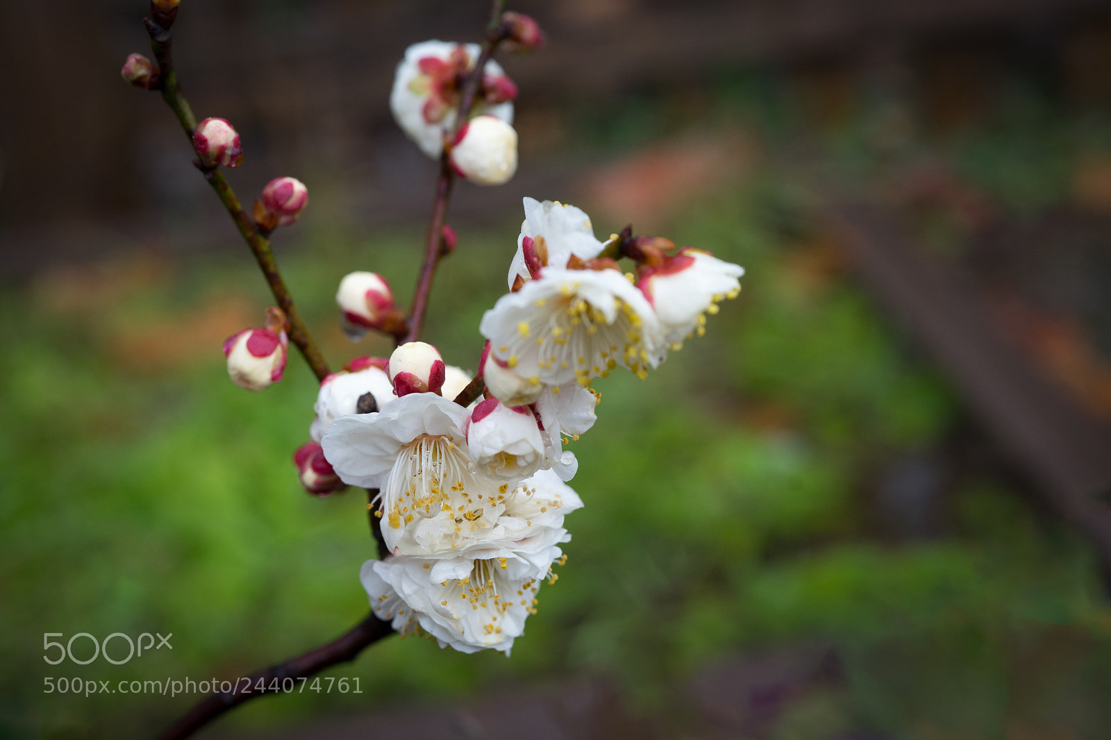 Sony a7 sample photo. Plum blossom #8 photography