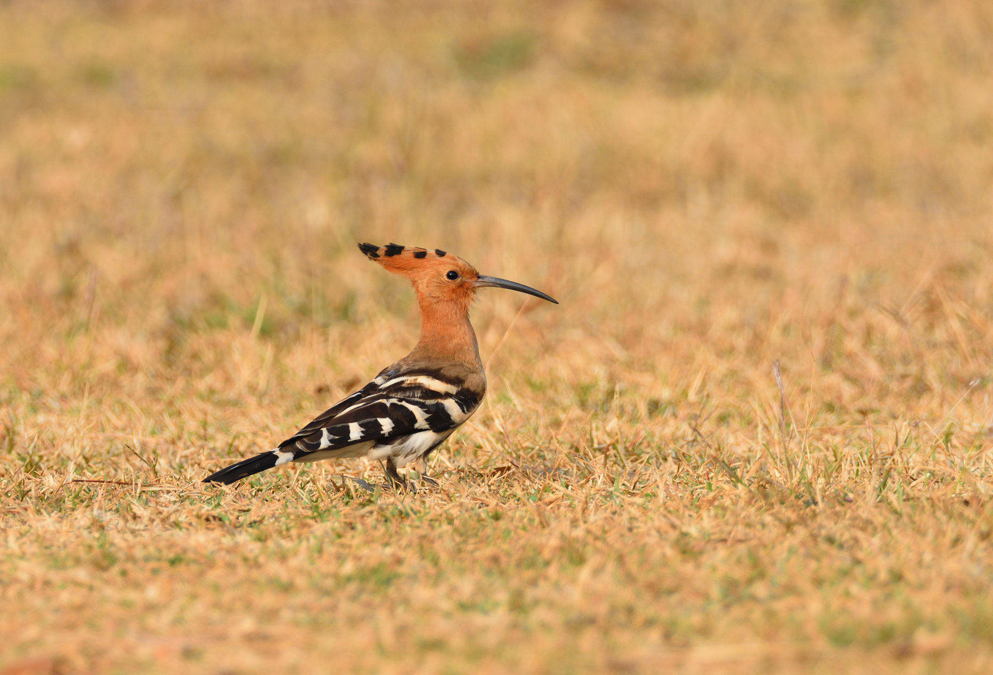 Nikon D810 sample photo. Hoopoe photography