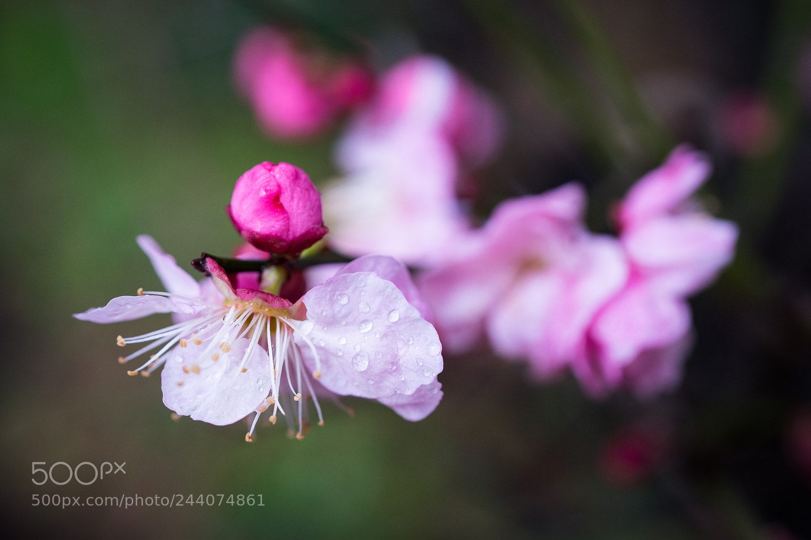 Sony a7 sample photo. Plum blossom #9 photography