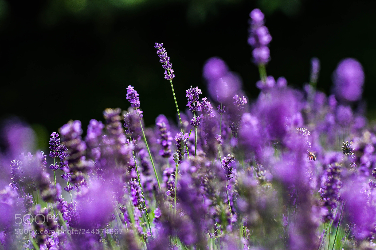 Canon EOS 60D sample photo. Lavender bed photography