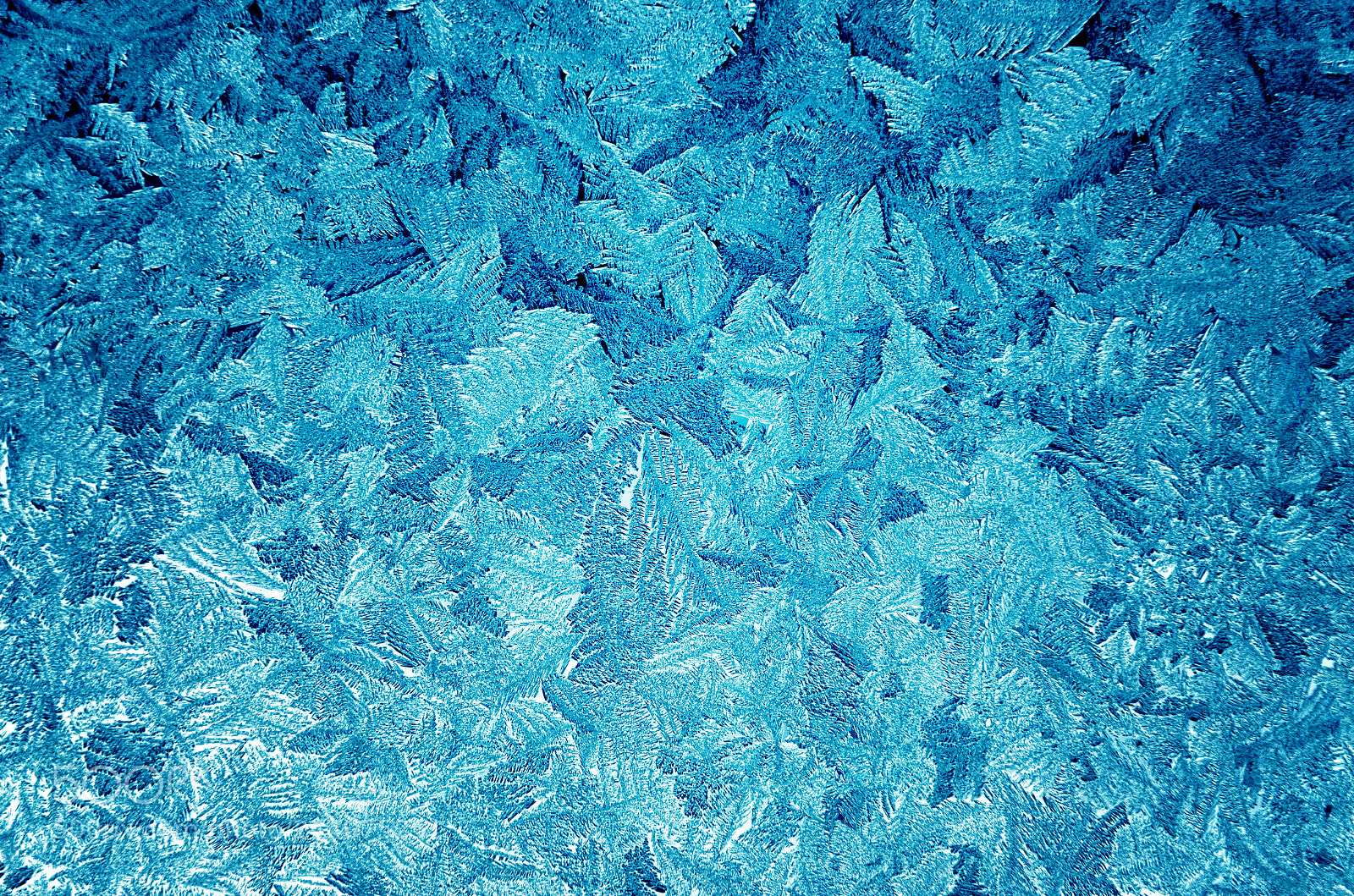 Nikon D5100 sample photo. Icy frosty pattern on photography