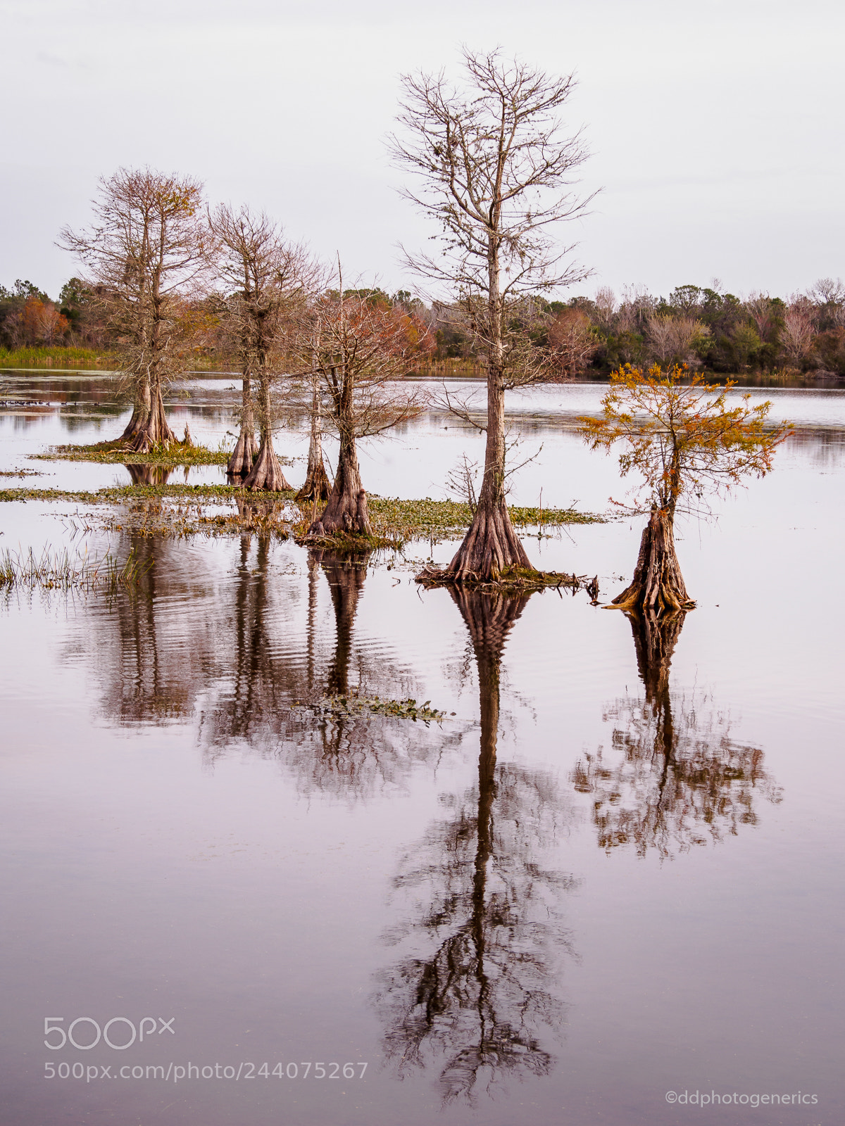 Olympus OM-D E-M10 II sample photo. Wetlandscape photography