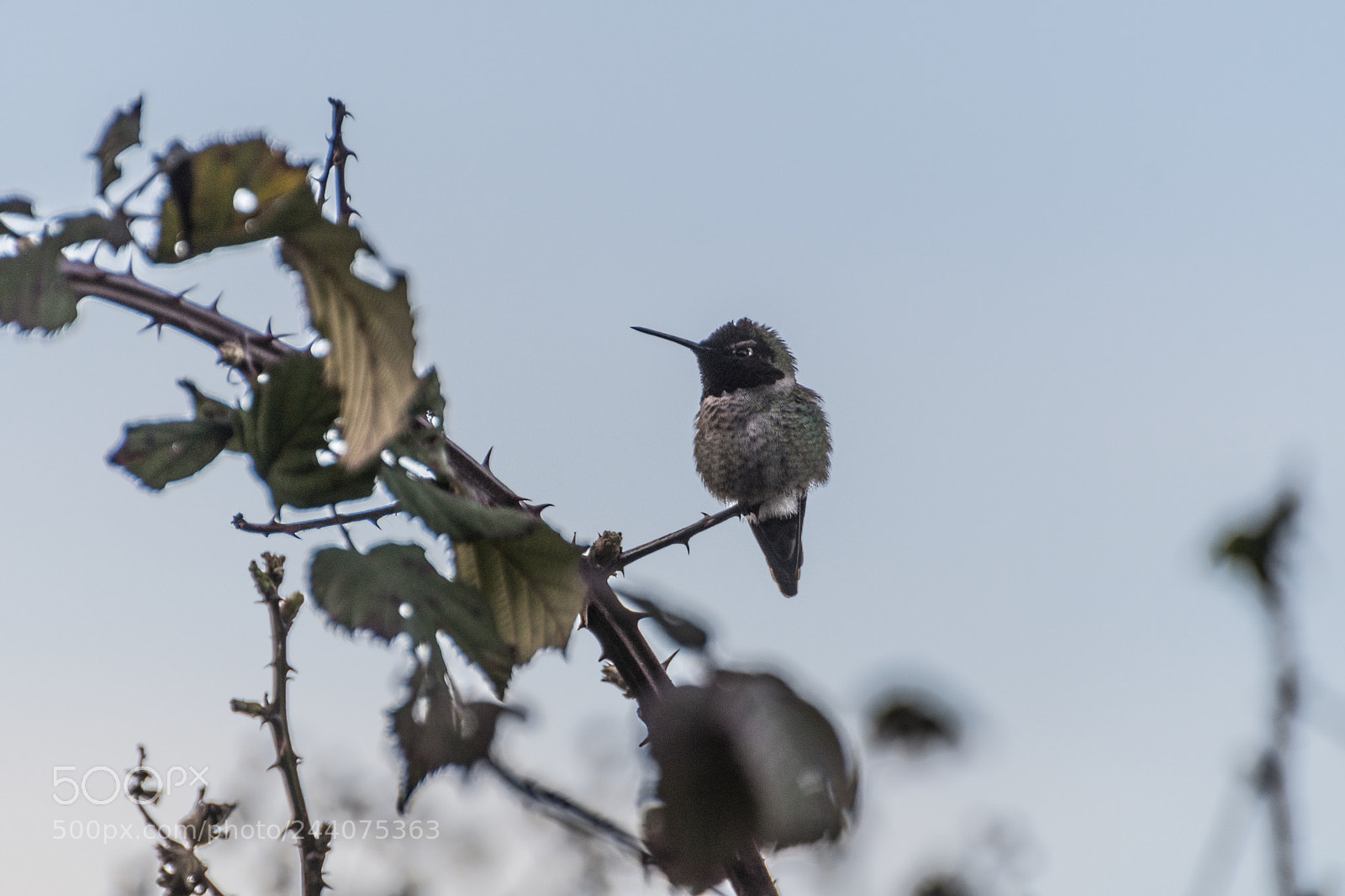 Nikon D500 sample photo. Angry bird photography