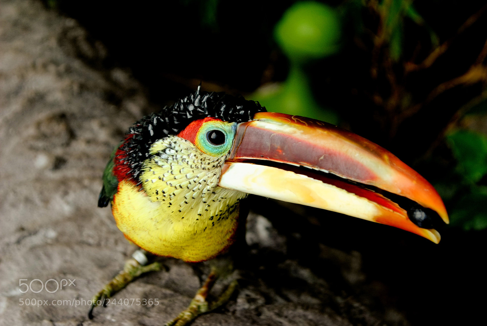 Nikon D3000 sample photo. Curl crested aracari photography