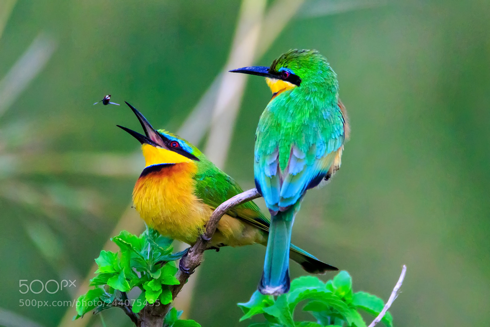 Canon EOS 7D Mark II sample photo. Tanzania - serengeti photography