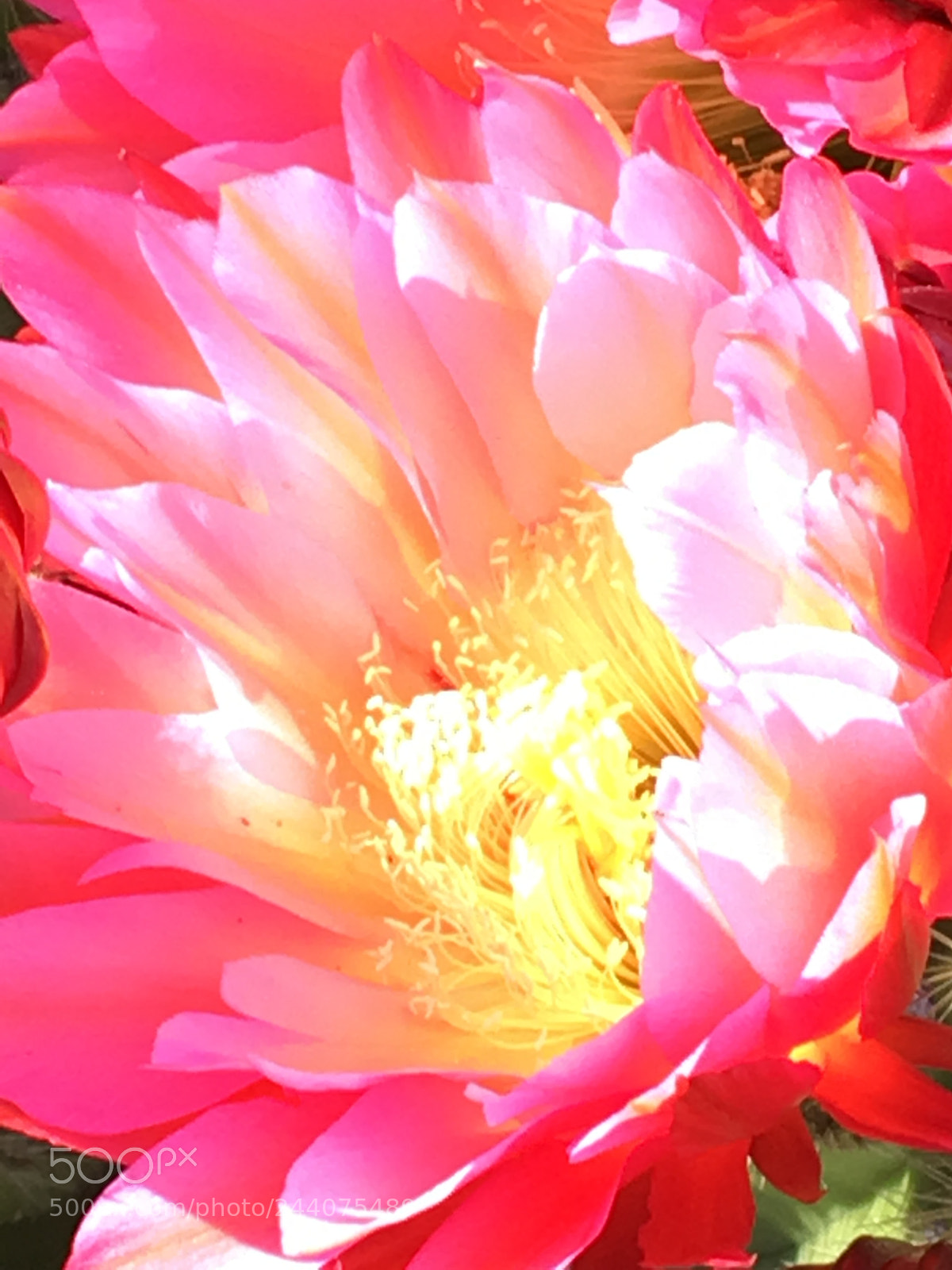 Apple iPhone 6s sample photo. Flower from photography
