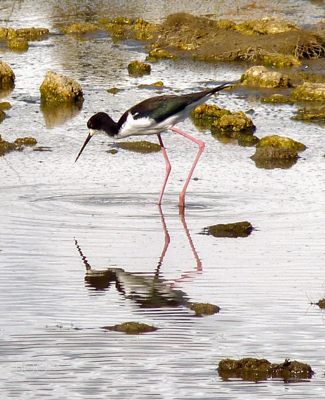 Panasonic Lumix DMC-FZ35 (Lumix DMC-FZ38) sample photo. Hawaiian stilt photography