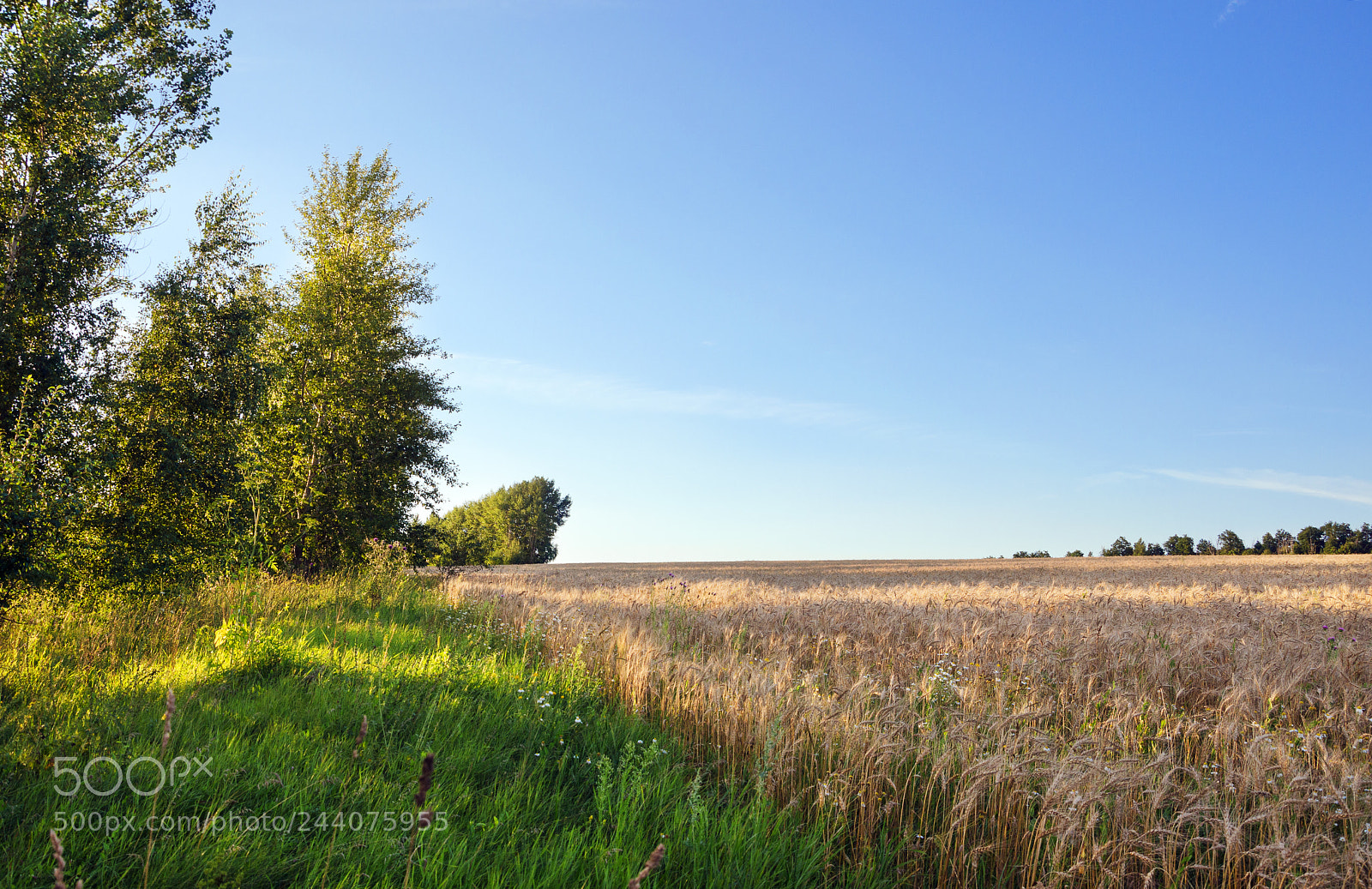 Nikon D5100 sample photo. Wheat field at sunset photography