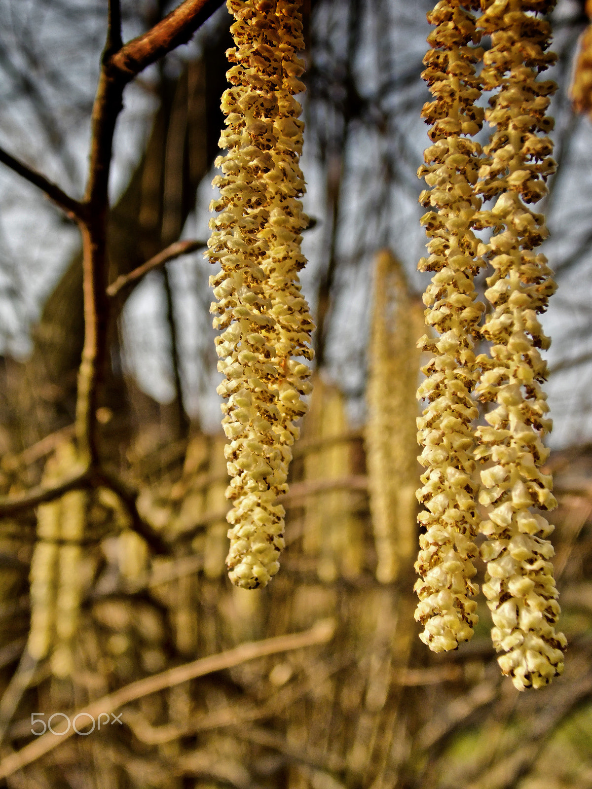 Samsung WB100/  WB101 sample photo