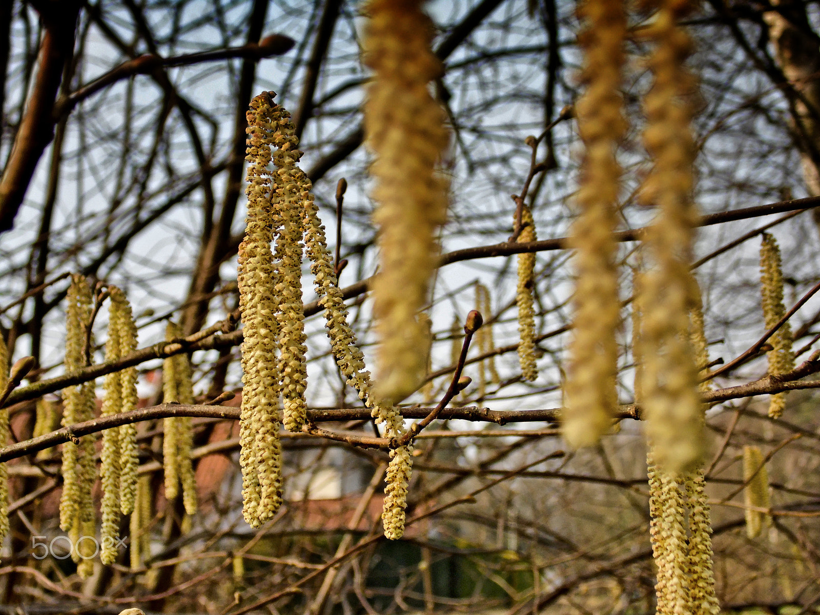 Samsung WB100/  WB101 sample photo