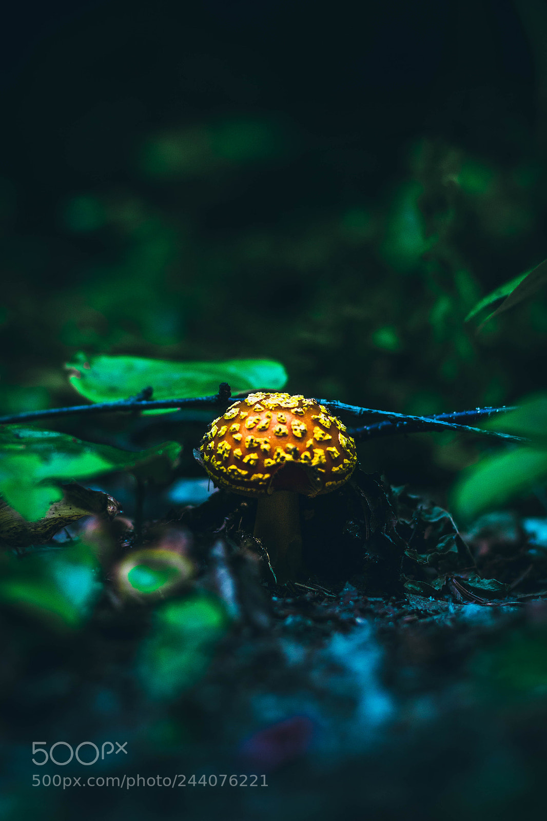 Canon EOS 700D (EOS Rebel T5i / EOS Kiss X7i) sample photo. Mushroom. photography