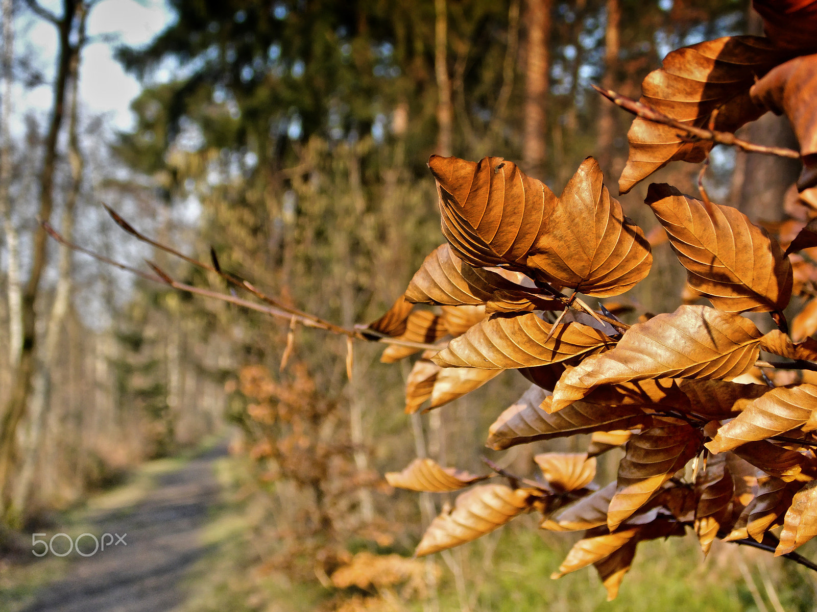 Samsung WB100/  WB101 sample photo