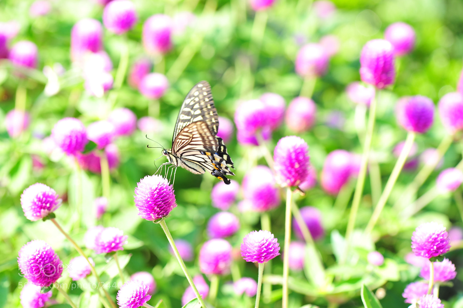 Nikon D700 sample photo. Butterfly photography
