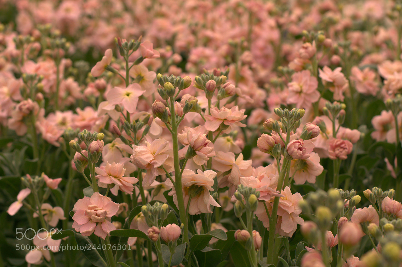 Nikon D7100 sample photo. Spring photography