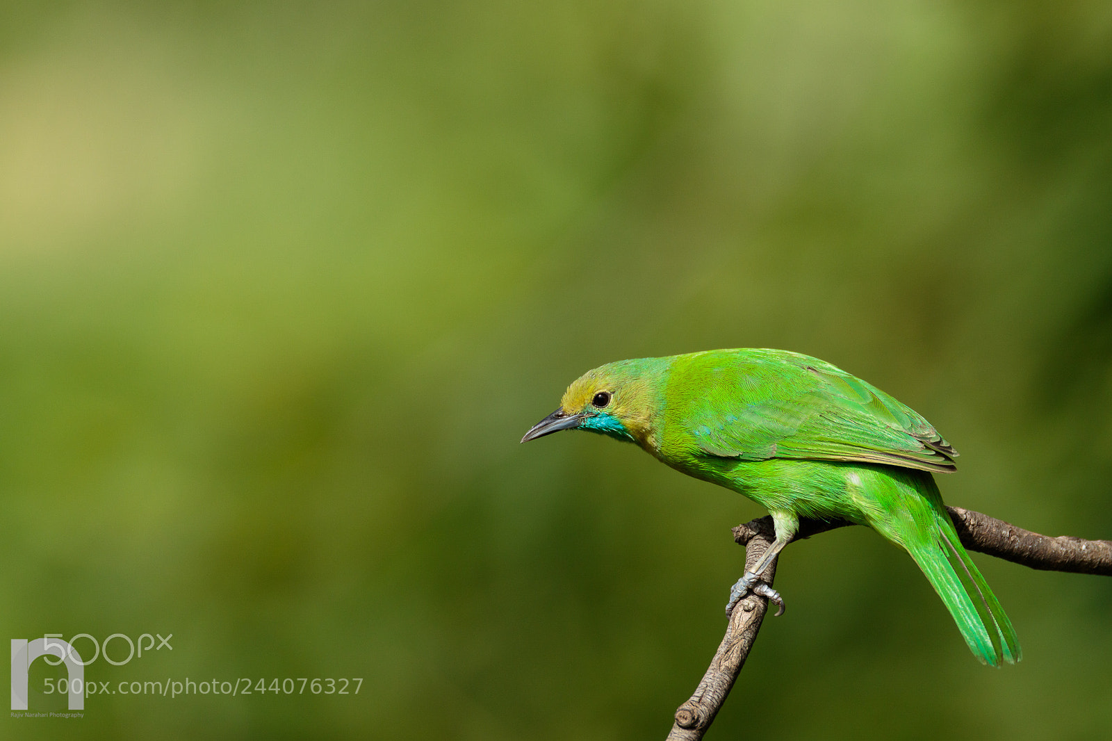 Canon EOS 7D Mark II sample photo. Jerdon's leafbird photography