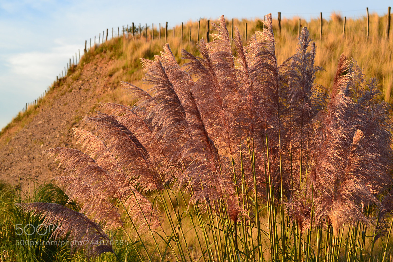 Nikon D3100 sample photo. 158.jpg photography