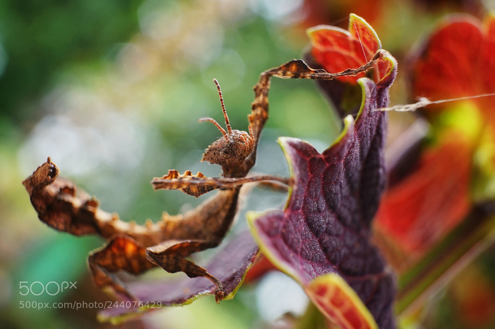 Sony a7 sample photo. Phasmid photography