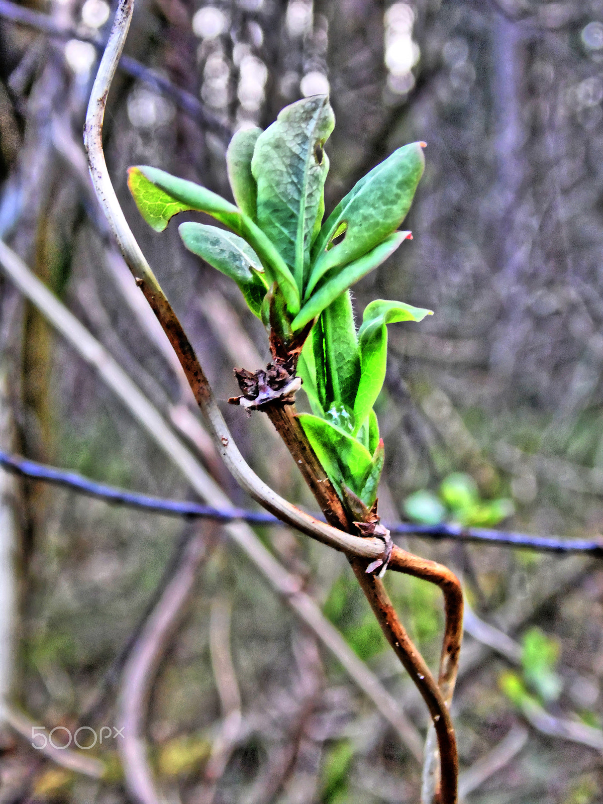 Samsung WB100/  WB101 sample photo